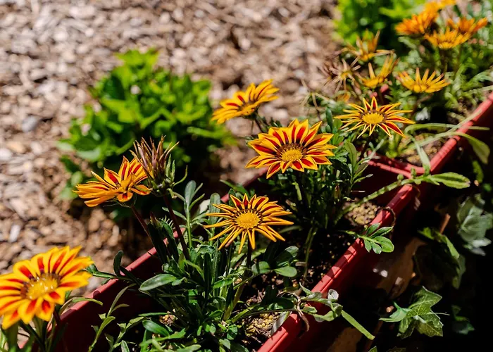 -vv シャレー ポドチェトルテク